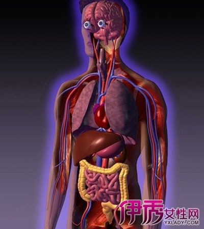 【人体内脏器官分布图】【图】人体内脏器官分