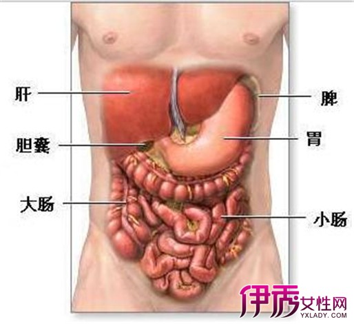 【图】肚子左下方是什么器官 结肠炎的症状与治疗