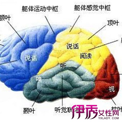 【图】为你介绍什么是前额叶切除手术 从2个角度来了解此病