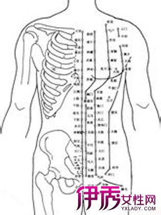 【女性腹部结构图】【图】女性腹部结构图大揭