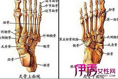 【图】脚部骨骼图盘点 为你介绍脚的结构与功能