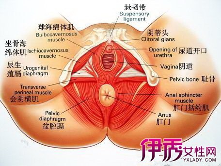 【压力性尿失禁】【图】为什么会得压力性尿失