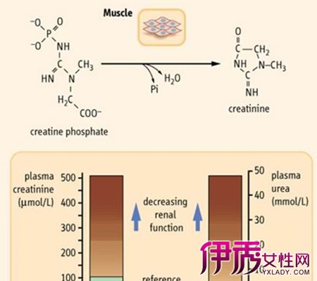 【血清肌酐偏高的原因】【图】血清肌酐偏高的