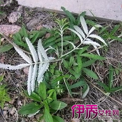 翻白草的功效与作用介绍 翻白草的18大药理价值揭秘