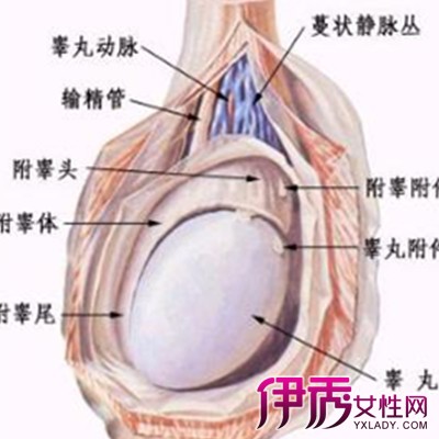 【睾丸疝气】【图】睾丸疝气有哪些症状? 其临