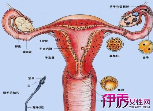 子宫从正常位置沿阴道下降,宫颈外口达坐骨棘水平以下,甚至子宫全部
