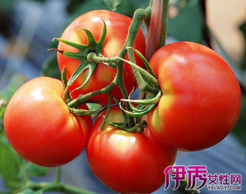 【西红柿不能和什么同食】【图】西红柿不能和