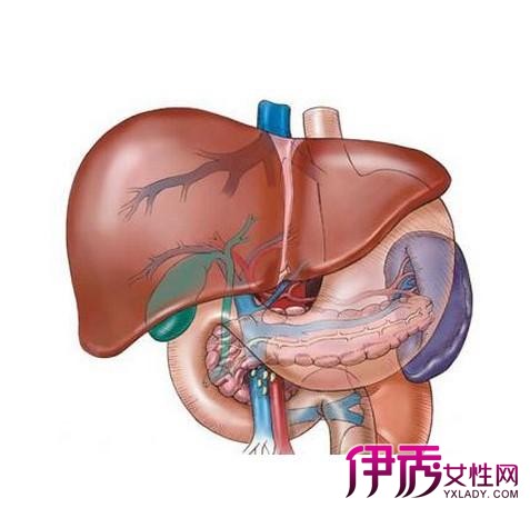 【轻度脂肪肝喝什么茶】【图】轻度脂肪肝喝什