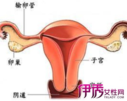 【输卵管检查的方法】【图】女性输卵管检查方