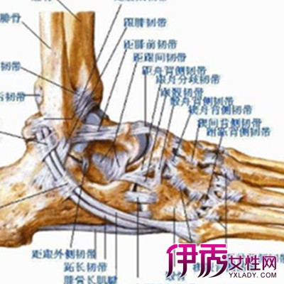 伊秀生活网 健康 正文踝关节韧带是维持踝关节稳定的重要结构,踝