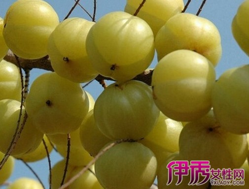 【图】牛甘果泡酒有什么作用 介绍余甘果的食用方法