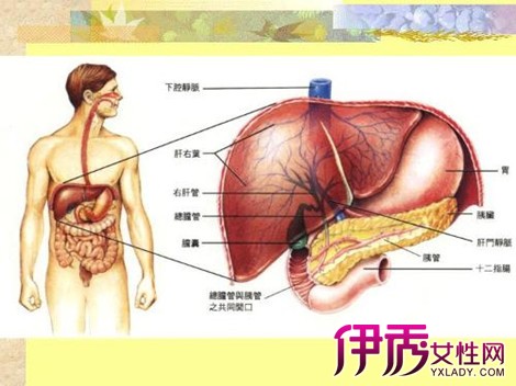 【肝功能检查结果分析】【图】怎样分析肝功能