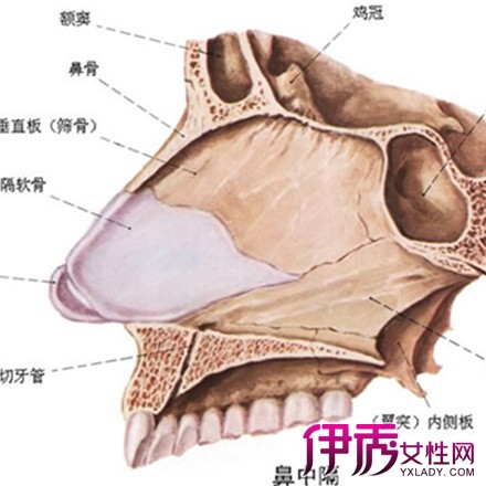 【图】为什么会鼻中隔偏曲呢 为你解析鼻中隔偏曲的4种病因