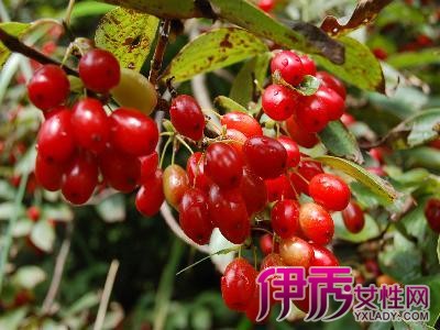 【山茱萸的功效与作用及食用方法】【图】探索