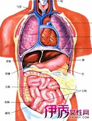 【图】常见的人体内脏图 揭秘内脏的清洗方法