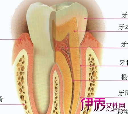 【牙神经抽出来的图片】【图】拔牙牙神经抽出