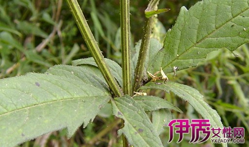 7,续断治打扑伤损,闪肭骨:接骨草捣烂盆之.