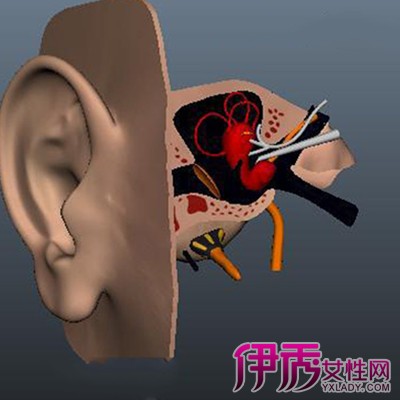 【耳朵的构造】【图】耳朵的构造图解 耳朵的