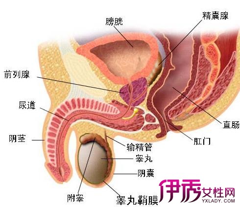 男性多与前列腺炎同时存在;女性尿道短,病菌更容易侵入.