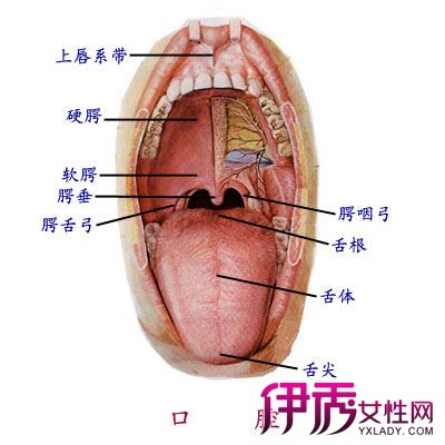 【图】舌头上有红点是什么病呢 细数从舌头反应出来的身体疾病