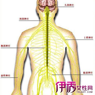 【图】腰椎神经分布图片 腰椎神经复杂及早治疗是关键