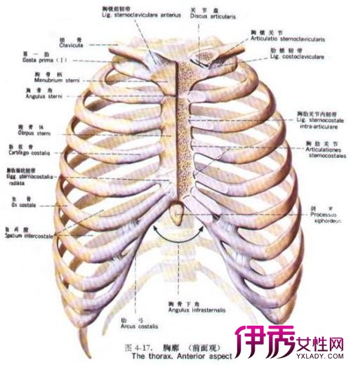 【软组织损伤能自愈吗】【图】软组织损伤能自