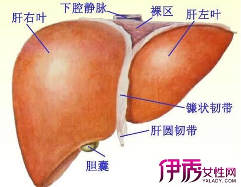 【图】肝脏解剖图展示 肝的七大主要功能解析