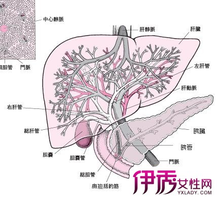 肝脏解剖图展示 肝的七大主要功能解析