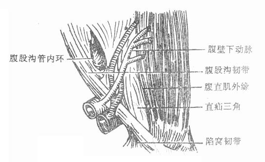 【图】腹股沟管在哪里 腹股沟管的结构