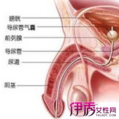 【尿道炎的危害】【图】关于尿道炎的危害 6点