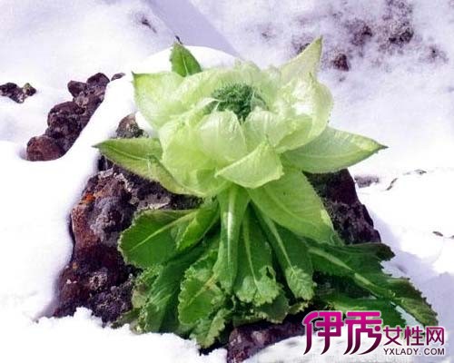 【图】雪莲的功效与作用及食用方法 雪莲是中药的百草之王