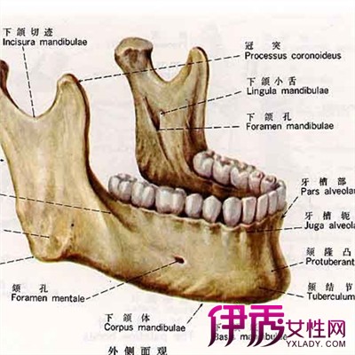 【图】下颌骨脱位图片大全 下颌骨脱恢复技巧流出