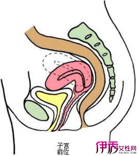 【图】子宫前位和后位的区别有哪些 两种情况的不同点