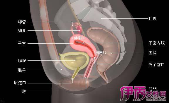 【图】子宫前位和后位的区别有哪些 两种情况的不同点