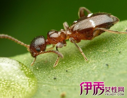 【图】被蚂蚁咬了怎么止痒消肿揭秘如何预防被