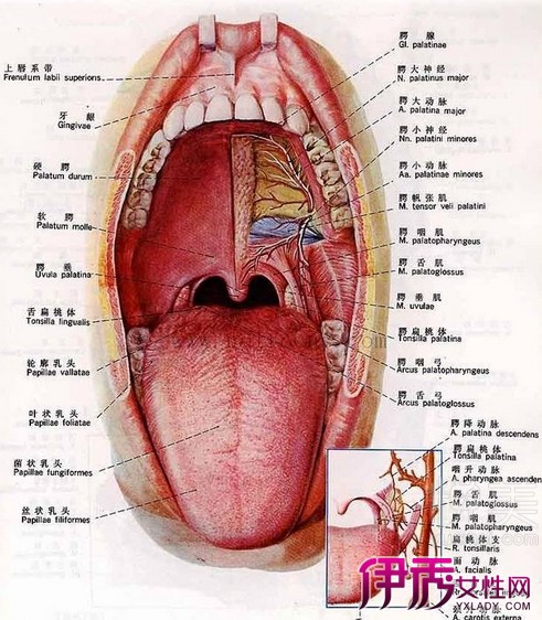 【口腔的结构图】【图】分享口腔的结构图 三