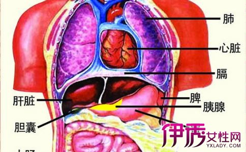 【图】揭秘人体的五脏六腑位置图 以下几大点为你解答