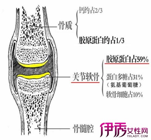 【图】人体的关节软骨是什么 揭秘关节软骨的结构