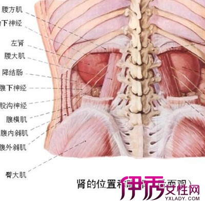 【图】女人体内脏器官图片展示 内脏知识全面解析