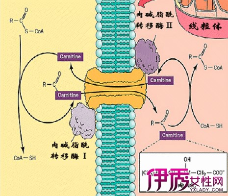 【低密度脂蛋白偏高的原因】【图】产生低密度