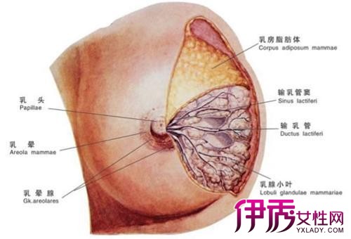 【图】乳房囊肿的症状是怎样的 乳房囊肿的三大治疗方法