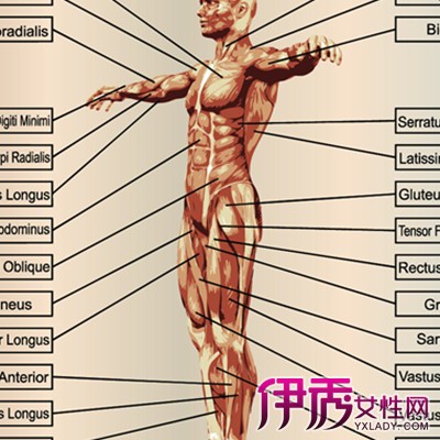 【图】人身体内脏上身结构图展示 补及关于人体结构知识