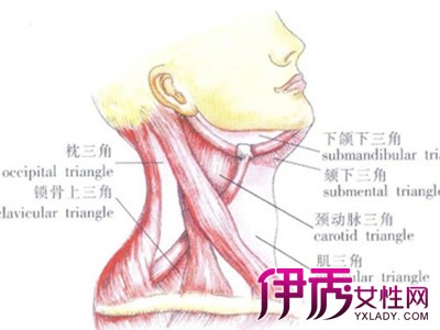 【图】颈部淋巴结分区示意图 每个分区分别有什么作用?