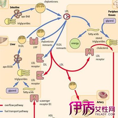 【低密度脂蛋白偏高吃什么药】【图】揭秘低密