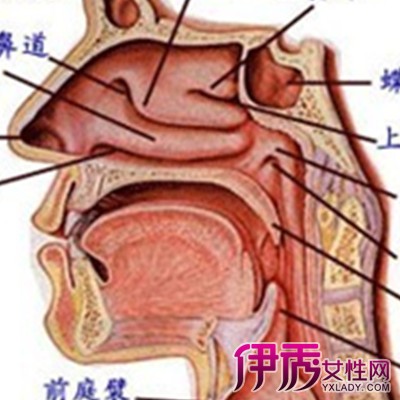 【图】盘点怎样有效治疗慢性鼻炎 4种方法帮你快速有效治疗疾病