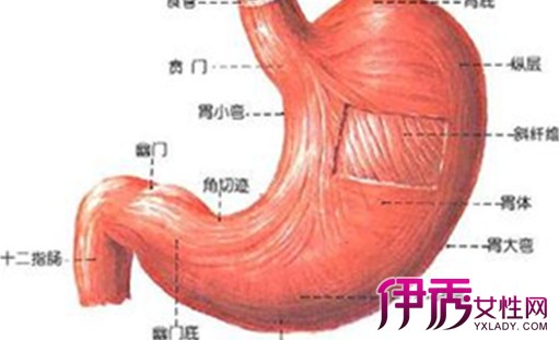 【图】分析胃下垂症状及治疗 健康科学饮食是关键