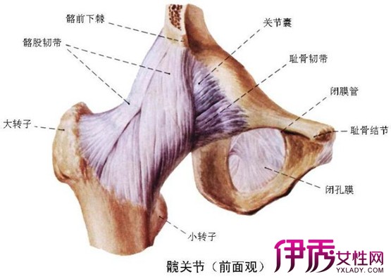 【髋关节撞击综合征】【图】髋关节撞击综合征