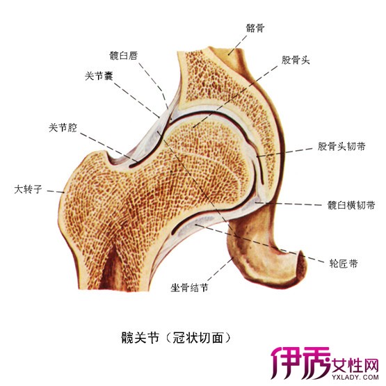 髋关节撞击综合征有哪些 为你介绍其三大分类