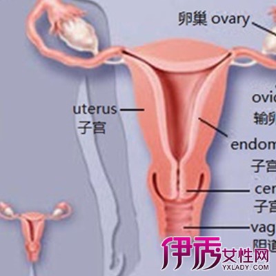 【检查输卵管是否堵塞】【图】怎样检查输卵管