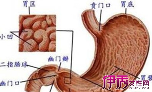 【图】胃痉挛吃什么药效果好 解析其发病诱因有哪些